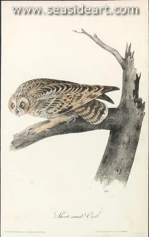 Short-Eared Owl